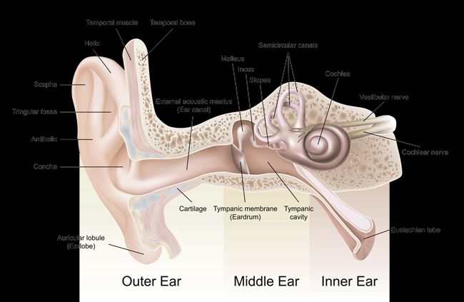 How the ear works.